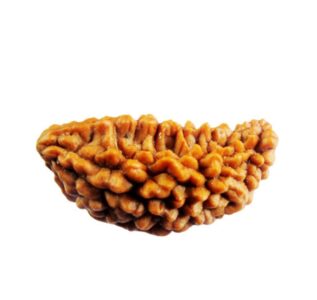 Ak Mukhi Rudraksha