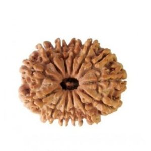 13 Mukhi Rudraksha