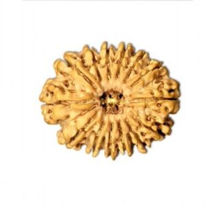 14 Mukhi Rudraksha