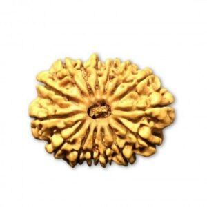 15 Mukhi Rudraksha