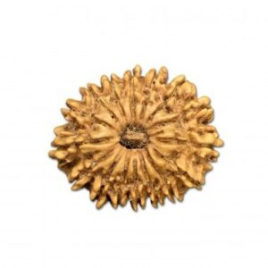 16 Mukhi Rudraksha