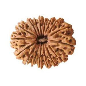 17 Mukhi Rudraksha