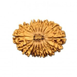 18 Mukhi Rudraksha