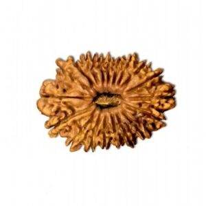 19 Mukhi Rudraksha