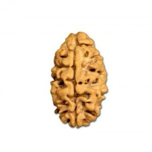 2 Mukhi Rudraksha