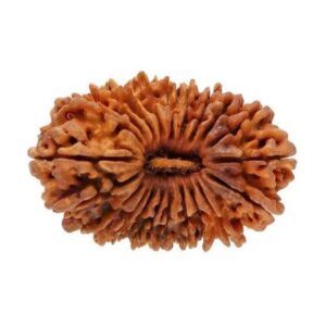 21 Mukhi Rudraksha