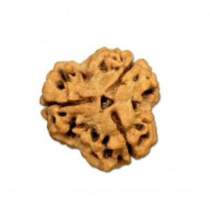 3 Mukhi Rudraksha