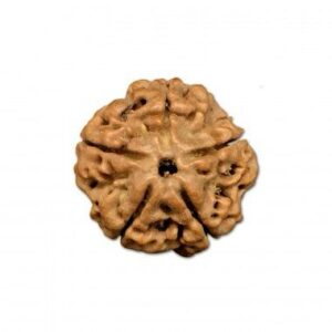 5 Mukhi Rudraksha