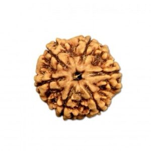 6 Mukhi Rudraksha