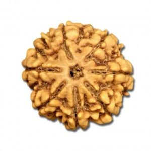 7 Mukhi Rudraksha