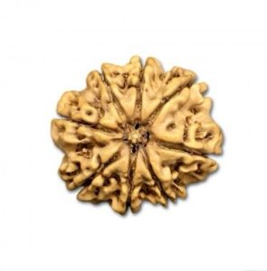 8 Mukhi Rudraksha