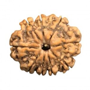 9 Mukhi Rudraksha