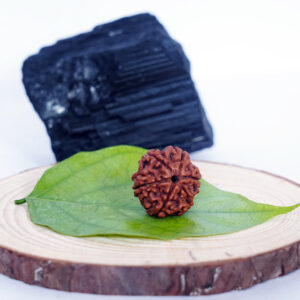 Six Mukhi Rudraksha