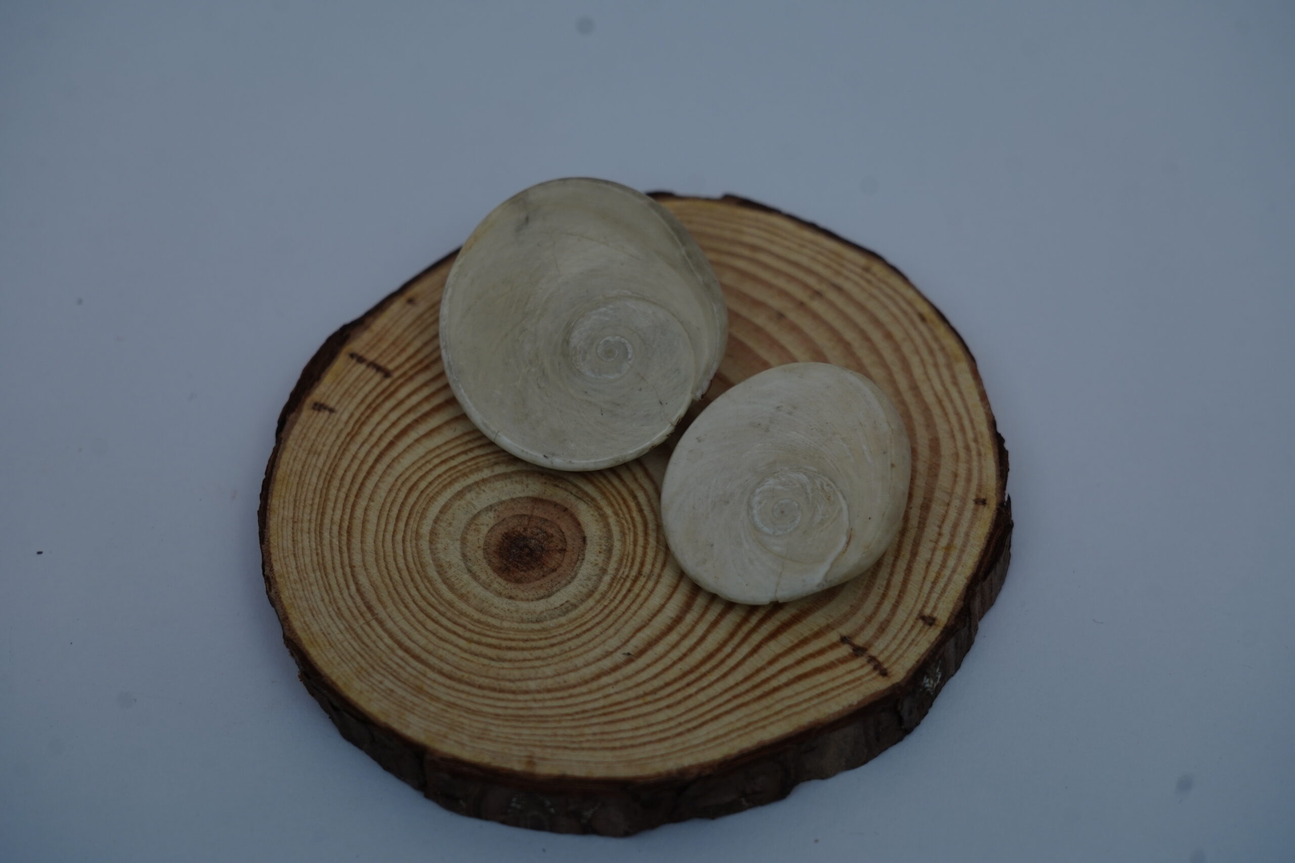 GOMTI CHAKRA BIG FOR PEACE AND PROSPERITY-599