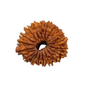 18 Mukhi Rudraksha